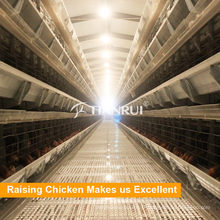 Tianrui Poultry Farming Equipment poulet volaille Cage
